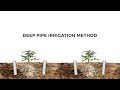 Deep pipe irrigation method i  ashok kumar rampura kolar