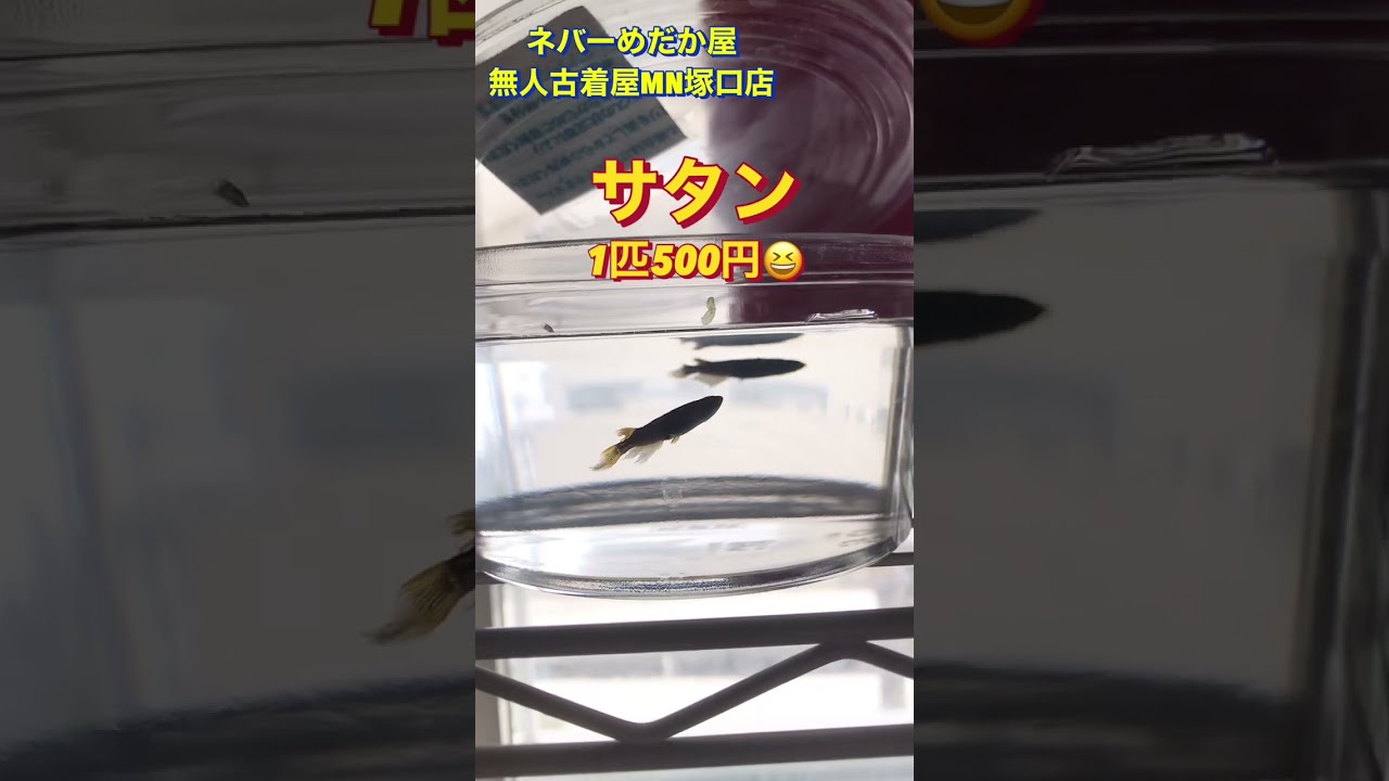 プレミアムめだかが買える「ネバーめだか屋」（兵庫県神戸市北区