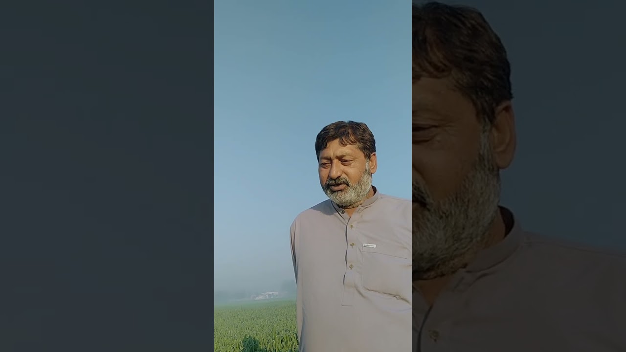 gundom ki 8 to 10 man extra average leny kly agriculture specialist Muhammad Iqbal k mashwaray