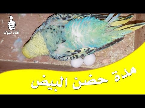 فيديو: ماذا يفقس أورين تفعل؟