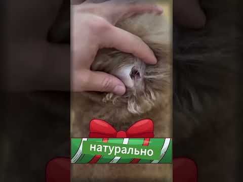 Три собачки
