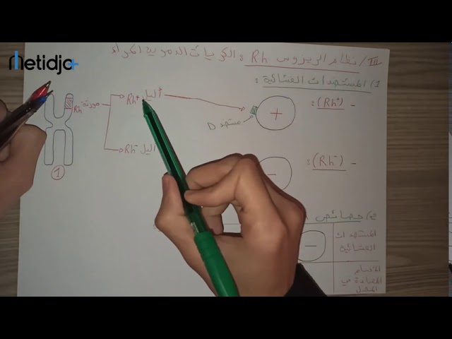المناعة : الجزء 4 ( الذات و الاذات : نظام الريزوس Rh )