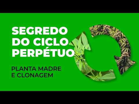 Ciclo Perpétuo com Planta-Mãe: Como Fazer Clones no Cultivo de Cannabis