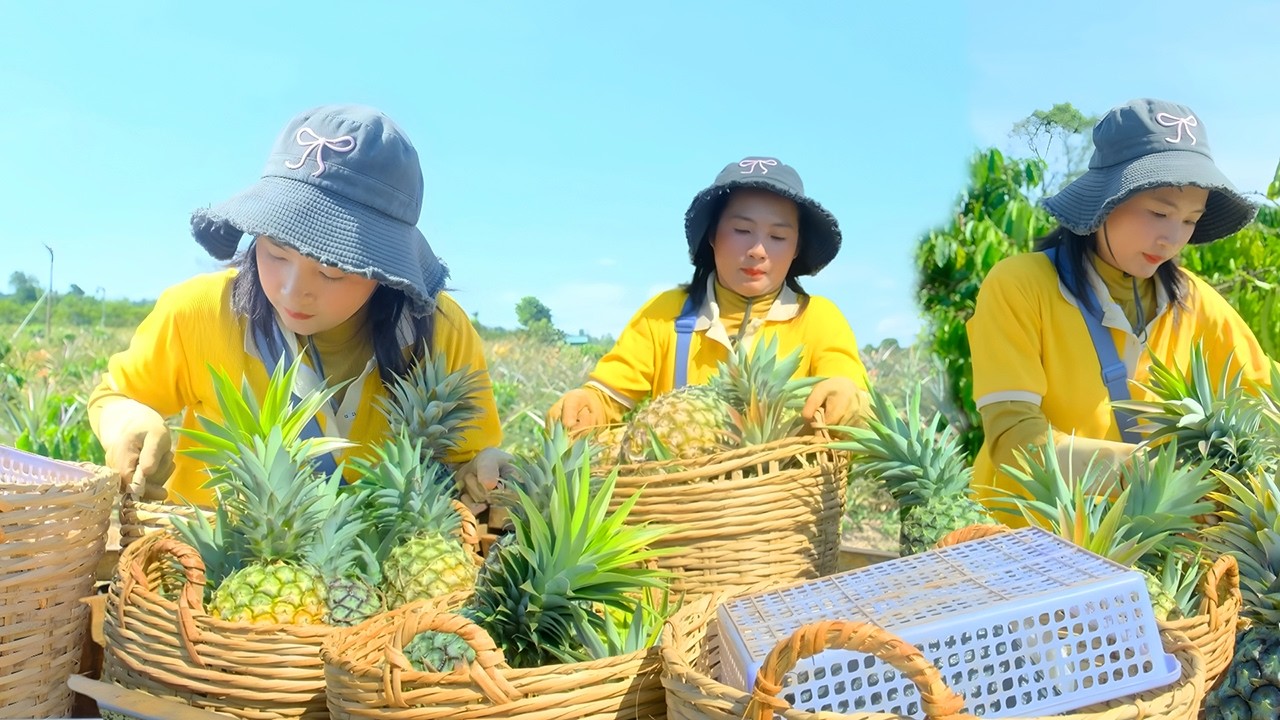 Harvesting Giant Honey Pineapples | Market Sale & Cooking Tuna Noodle Soup on the Farm