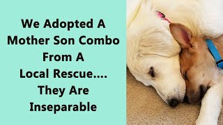 50 Touching Moments of Pets Finally Finding Their Forever Homes