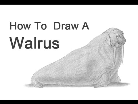 Video: Cách Vẽ Một Chú Walrus Nhỏ Theo Từng Giai đoạn