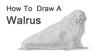 How to Draw a Walrus