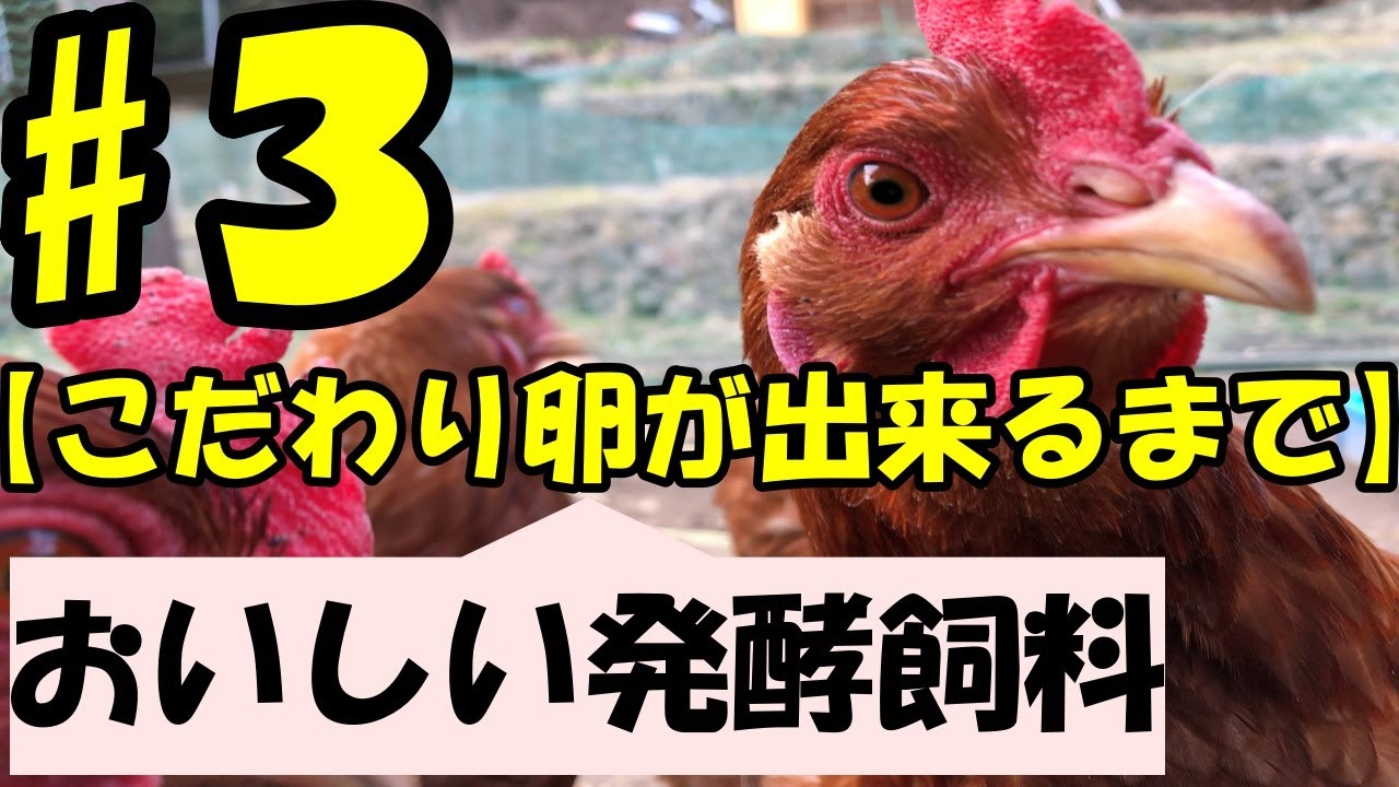 運よく撮れた ニワトリのおもしろ行動集 Youtube 運よく撮れた ニワトリのおもしろ行動集 Youtube