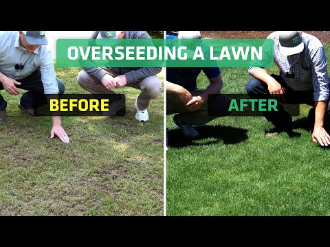 How to Overseed After Aeration: Ultimate Guide for Lush Lawns