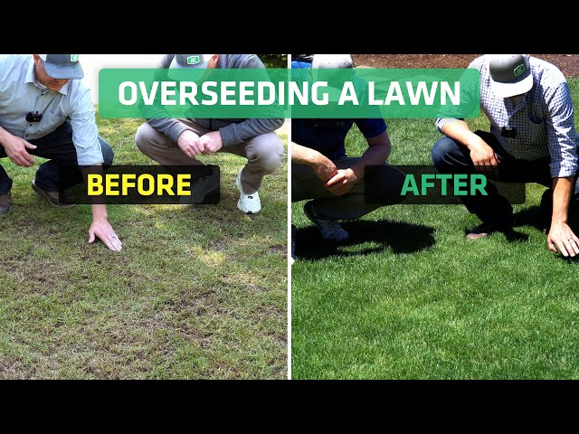 Can You Overseed And Fertilize at Same Time: Expert Tips Revealed