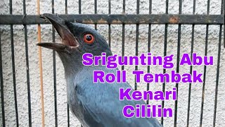 Srigunting Abu Isian Kenari Sambung Cililin | CocokBuat Masteran Burung Anda