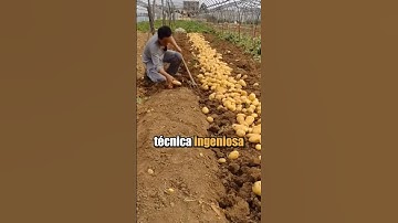 Este agricultor descubrió una técnica ingeniosa para triplicar su producción de papas !