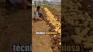 Este Agricultor Descubrió Una Técnica Ingeniosa Para Triplicar Su Producción De Papas