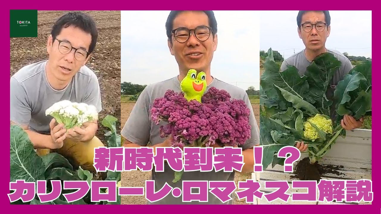 カリギュラ('80米) A new era has arrived] Cauliflower, purple cauliflower, and