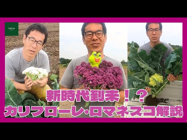A new era has arrived] Cauliflower, purple cauliflower, and