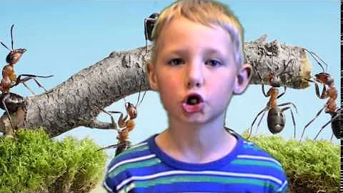 Jak se mravenčí královna sehnat?