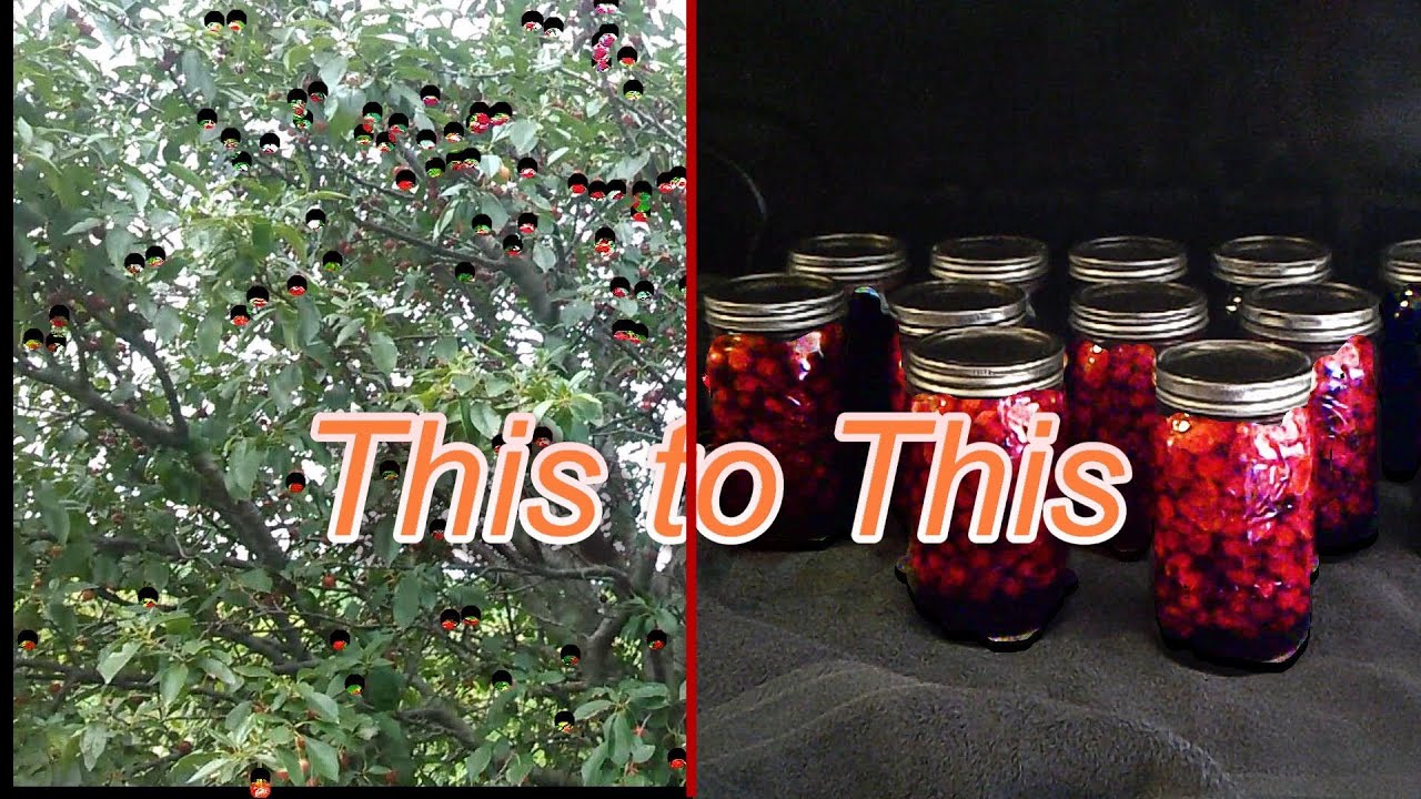 It's cherry season! Picking and canning cherries. YouTube