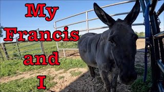 My Jerusalem Donkey and I.