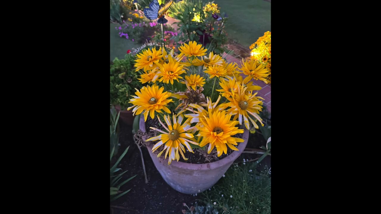 Late Summer in the Garden