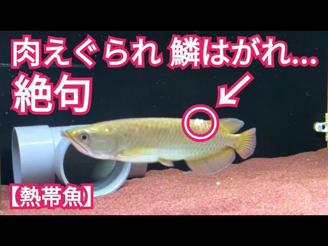 ごめんよバラムンディ。#古代魚#アロワナ#熱帯魚#バラムンディ - YouTube