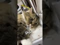 ỐI DỒI ÔI 😩 #creatorsearchinsight #funnyvideos #miroyeuvn #xuhuong #videomèodễthương