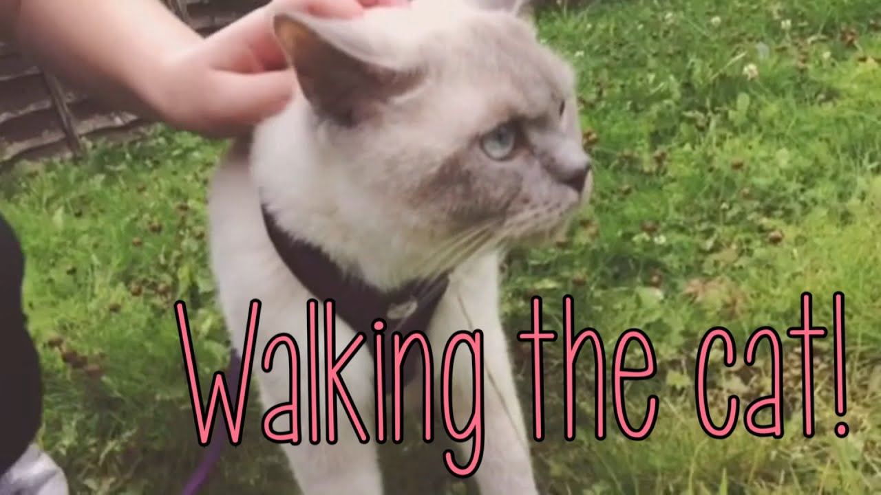Walking A British Shorthair Lilac Point Youtube