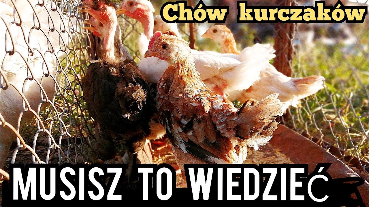 Odchów kurczaków🐥 - musisz to wiedzieć❗/ Co i jak.