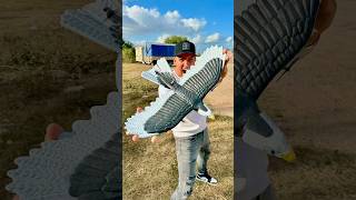 Está Águila De Control Espanta Palomas