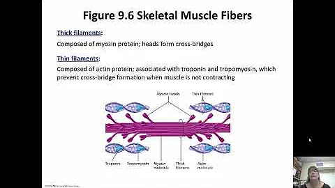 Muscular System Chapter 9 Part 1