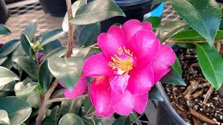 Shishi gashira camellia (Camellia sasanqua)