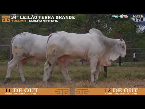 LOTE 176