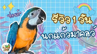 BG HOUSE REVIEW EP.1 รีวิว 1 วันกับ นกแก้วมาคอว์ One day review of Macaw