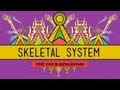 The Skeletal System: It's ALIVE! - CrashCourse Biology #30