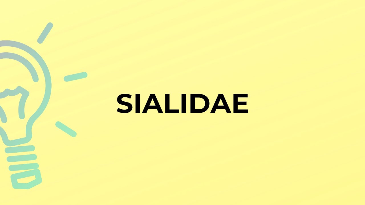 What is the meaning of the word SIALIDAE?