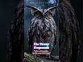 The Tawny Frogmouth #birdsongs #birds