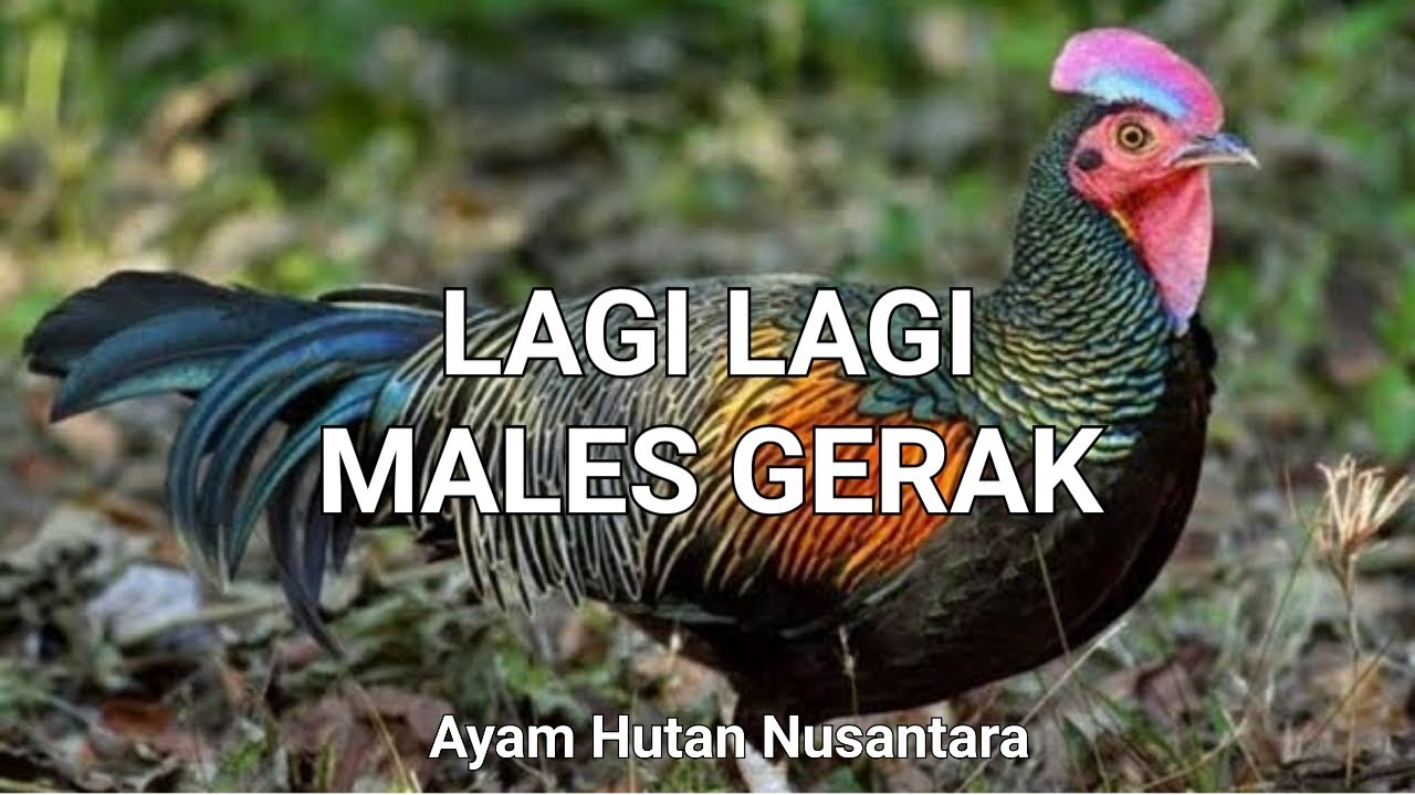 AYAM HUTAN HIJAU INI LEBIH MILIH LUNTANG LANTUNG DALAM SANGKAR 