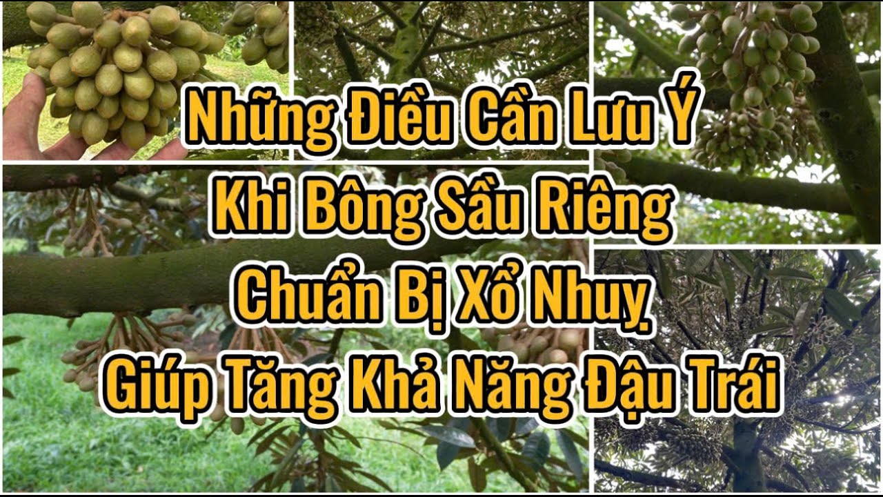 Những điều cần lưu ý khi bông sầu riêng chuẩn bị Xổ Nhụy giúp tăng khả năng đậu trái