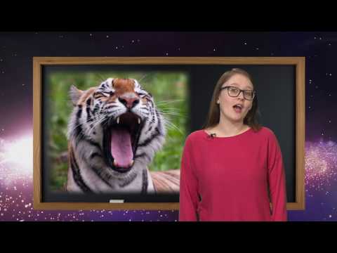 Why is yawning contagious?