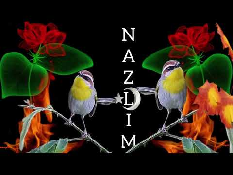 NAZLIM BANA DARGINMISIN✍️🍂🍁