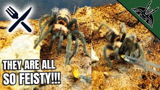 FEEDING ALL Dwarf Tarantulas!