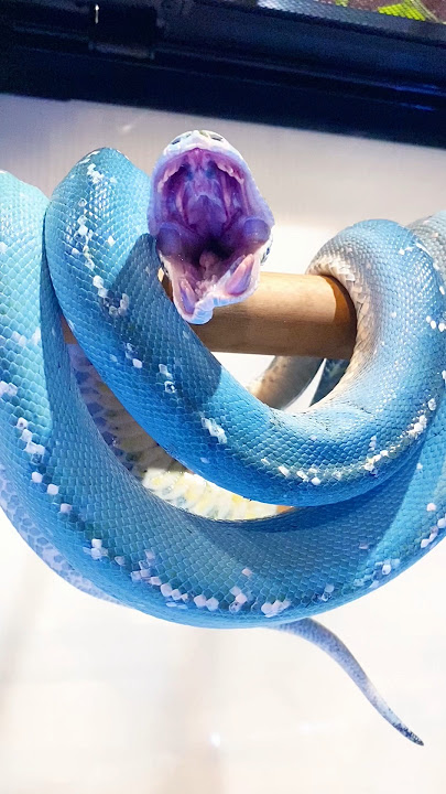 Top 5 Friendliest Snakes That Won’t Bite! 🐍