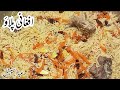 Afgani Pulao Uzbaki - Traditional Recipe - Eid Special Recipe - Real Lahori Taste