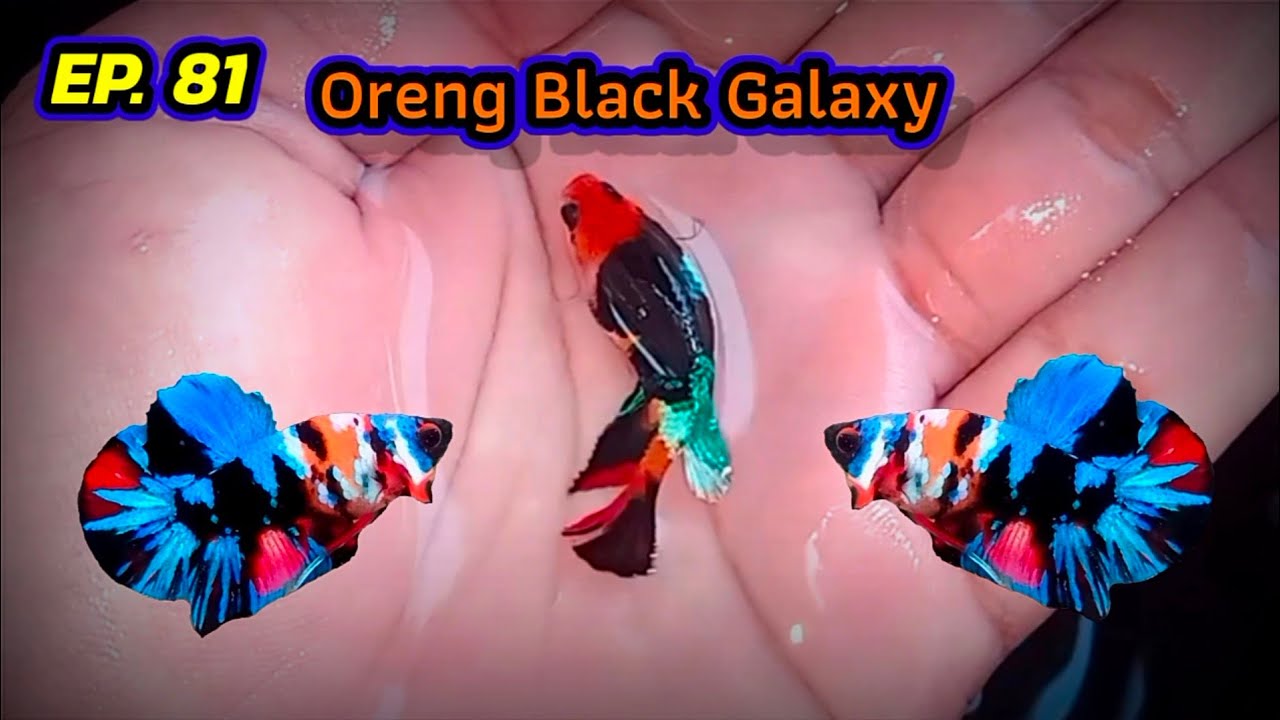 EP. 81 ปลาชุดที่ผมยังไม่ขาย!!