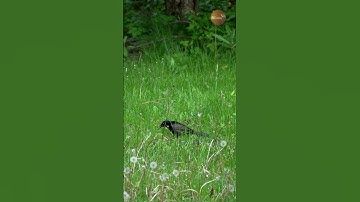 Cardinal, Chipmunk & Grackle… Fighting for One Worm Before the Storm!