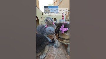 ولنا في كل جمعة ثلاث رحمات :  الصلاة على النبي. - وسورة الكهف  وكنز ينتظرنا قبل المغيب دعوة مستجابة