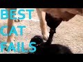 Best Cat Fails: #6 | FAIL.GROUP