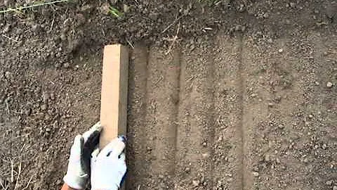 Как сажать лён