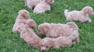 0Henry Hershberger's Bichpoo Puppies