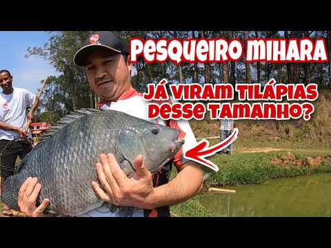 PESCARIA DE TILÁPIAS com a Família Nakamura. pesqueiro MIHARA