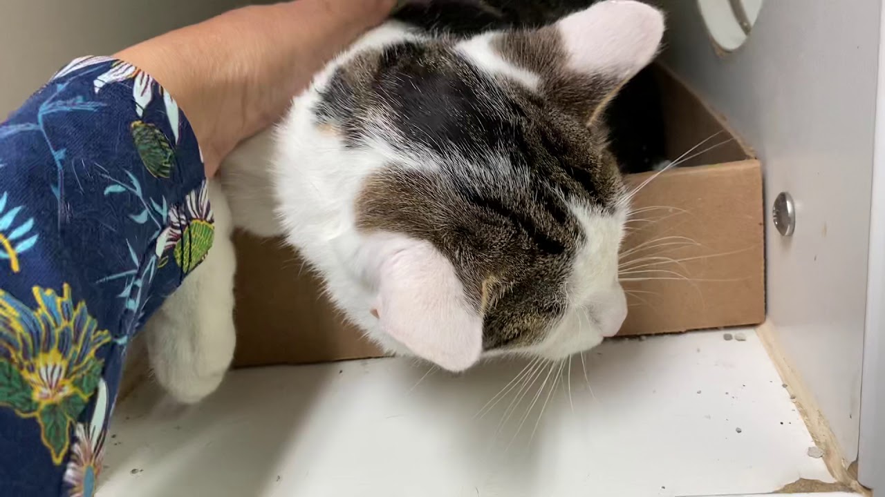 What a lovely kitten: Kourage 107412 NYCACC